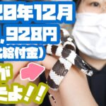 2020年12月のYouTube＋アフィリエイト収益報告＜380,928円＞持続化給付金