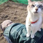 くろと玉ねぎ追肥　210325