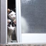 ちょびのお出かけ　210330