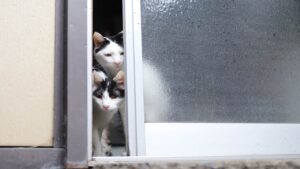 ちょびのお出かけ　210330