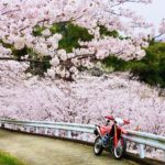 満開のさくら/ ホーネット250DX・CRF250L・DEMON150GR【モトブログ】