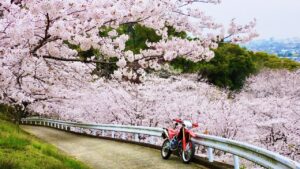 満開のさくら/ ホーネット250DX・CRF250L・DEMON150GR【モトブログ】