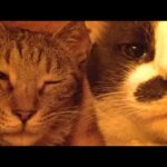 こたつの中の猫たちLIVE配信　210327