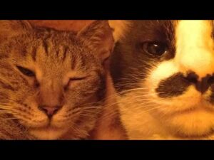 こたつの中の猫たちLIVE配信　210327