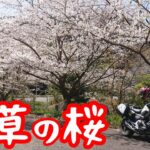 天草の桜ツーリング【NC750XモトブログCC110】熊本・天草