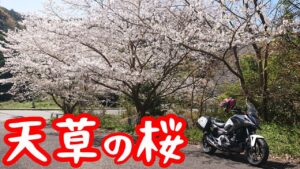 天草の桜ツーリング【NC750XモトブログCC110】熊本・天草
