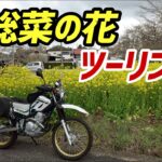 【モトブログ】緊急事態宣言開けは房総へ菜の花ツーリングはいかが？【セロー】