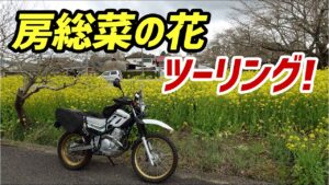【モトブログ】緊急事態宣言開けは房総へ菜の花ツーリングはいかが？【セロー】