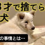 【動くブログ】愛護センターに持ち込まれた老犬の事情