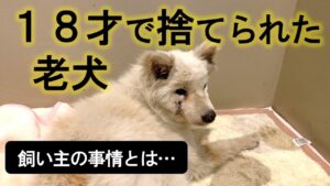 【動くブログ】愛護センターに持ち込まれた老犬の事情