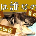 【動くブログ】骨折して放置された事も悲しみも全部忘れた老犬