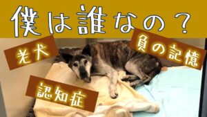 【動くブログ】骨折して放置された事も悲しみも全部忘れた老犬