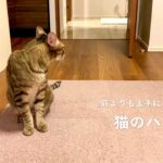 猫の歯磨き2021
