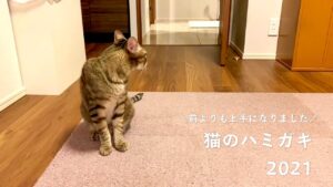 猫の歯磨き2021