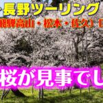 [モトブログ] 岐阜～長野ツーリング 2021 （恵那・飛騨高山・松本・佐久） DAY-1 #3 国道257号線 桜満開花見ロード！ 臥龍桜が見事でした！[Motovlog]Z900RS XSR900
