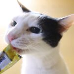 ちゅーるが欲しいちび　210418