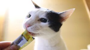 ちゅーるが欲しいちび　210418