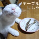 テーブルの上のししゃも　210426