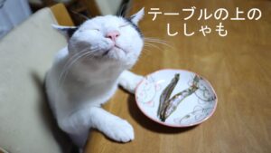 テーブルの上のししゃも　210426