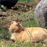 お供する野良猫　210427