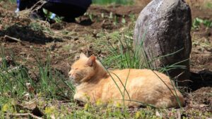 お供する野良猫　210427