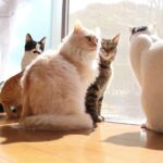 まどべの7匹の猫 210412