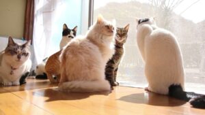 まどべの7匹の猫 210412