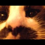 こたつの中の猫たちLIVE配信　210409