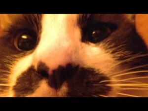 こたつの中の猫たちLIVE配信　210409