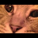 こたつの中の猫たちLIVE配信　210410