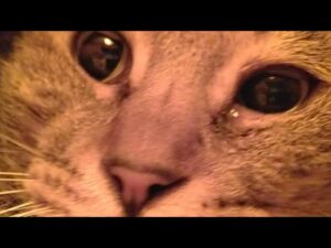 こたつの中の猫たちLIVE配信　210410