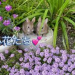 私の小さな幸せ, 庭ブログ One Of My Little Hapinnes, Garden Vlog (2021,4,26)