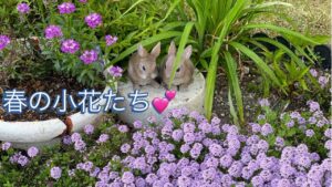 私の小さな幸せ, 庭ブログ One Of My Little Hapinnes, Garden Vlog (2021,4,26)