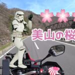 満開の桜は？🌸アフリカツインRJハーレーエボリューション#モトブログ