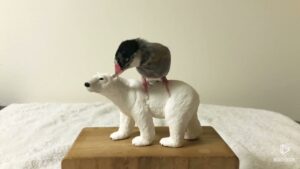 ブログの写真撮影風景