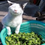 ちびと山菜こごみを収穫して産直へ　210502