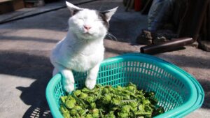 ちびと山菜こごみを収穫して産直へ　210502