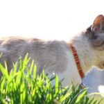 くろさんぽ　210506