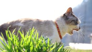 くろさんぽ　210506