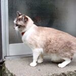 くろの帰宅　210510