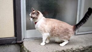 くろの帰宅　210510