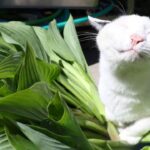 ちびとうるいを収穫して産直へ　210516