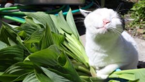 ちびとうるいを収穫して産直へ　210516