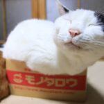 モノタロウの箱のちび　210526