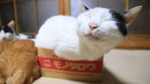 モノタロウの箱のちび　210526