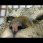 かご猫LIVE配信 210515 5時まで