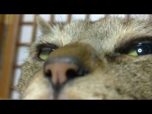 かご猫LIVE配信 210515 5時まで