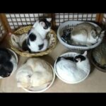 かご猫LIVE配信 朝まで？　210529