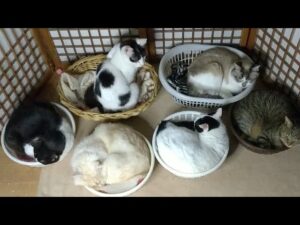 かご猫LIVE配信 朝まで？　210529