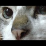 かご猫LIVE配信　210514